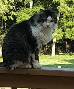 Purina Friskies Gravy Wet Cat Food Variety Pack, Shreds - (24) 5.5 oz. Cans Chicken, Turkey, Beef, Cheese 5.5 Ounce (Pack of 24) 29 71DWgHCz1L