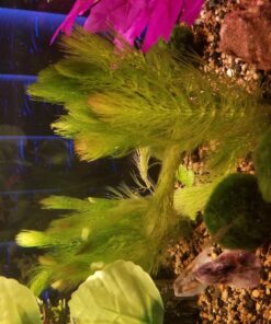 Microsorum Java Fern and Hornwort | Easy Low Light Aquarium Plants 39 71DdCASZZhL