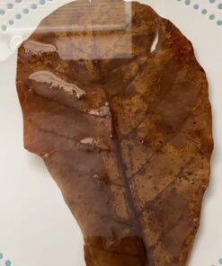 SunGrow Betta Leaves, 8”, 10 Pcs Beneficial Large Catappa Indian Almond Leaves for Overall Development in Fish Tank Aquarium, Water Conditioner Leaves Lower pH Large (8", 10 pack) 33 71Devla sL