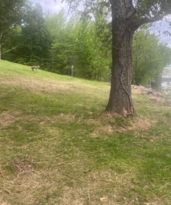 Flambeau Outdoors 5985MS-1 Lone Howler Coyote Decoy, One Size 38 71DgyE70YXL