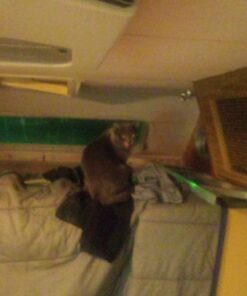 Purina Fancy Feast Dry Cat Food Filet Mignon Flavor with Seafood and Shrimp - 7 lb. Bag Filet Mignon, Seafood & Shrimp 7.00 Pound (Pack of 1) 43 71DkJu2EhbL