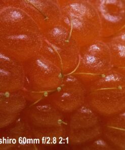 Oshiro 60mm f/2.8 2:1 LD UNC Manual Ultra-Macro Lens Compatible with Sony E-Mount a9, a7r, a7s, a7, a6600, a6500, a6400, a6300, a6000, a5100, a5000, a3500, a3000 Mirrorless Cameras (EOS-E) 66 71DkMtKETL