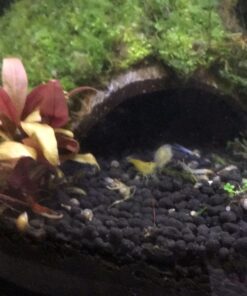 SunGrow Coconut Aquarium Shrimp Cave, Small Fish Tank Aquarium Decorations Accessories, Comfortable Shelter and Breeding Area for Crustaceans, Fish Hideout Aquarium Décor for Spawning 29 71Dqk8CHvWL