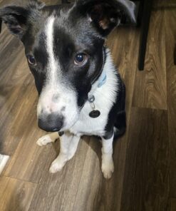 Blueberry Pet Soft & Safe 3M Reflective Neoprene Padded Adjustable Dog Collar - Baby Blue Pastel Color, Medium, Neck 14.5"-20" 44 71DtDe70viL 2