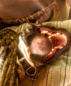 LG Stylo 2 Prepaid Carrier Locked - Retail Packaging (Virgin Mobile) 19 71DvqQg0MUL