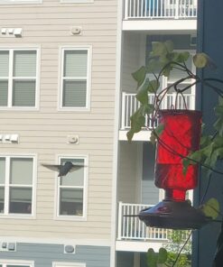 BOLITE Hummingbird Feeder, 18005 Glass Hummingbird Feeders for Outdoors Hanging, 5 Feeding Stations, 22 Ounces, Red Bottle, Xmas Gifts for Bird Lovers Red Elixir Bottle 48 71Dzgw69nGL
