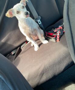 Advantus (Imidacloprid) Chewable Flea Treatment for Small Dogs, 7 Count, 4-22 Pounds 18 71E0hfgIEfL