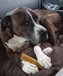 Himalayan Pet Supply Cheese Chews|Long Lasting, Stain Free, Protein Rich, Low Odor|100% Natural, Healthy & Safe|No Lactose, Gluten Or Grains|for Dogs 55 Lbs&Brown,X-Large(521015),5.3 Ounce (Pack of 1) 5.3 Ounce (Pack of 1) 43 71E1a0bpSOL 1