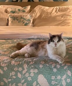 Purina Cat Chow Gentle Dry Cat Food, Sensitive Stomach + Skin - 13 lb. Bag 13.00 Pound (Pack of 1) 42 71E2xHEd4uL