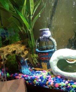 SunGrow Cholla Wood, 5” Climbing Logs, Chew Toy, Aquarium Fish, Snail & Shrimp Driftwood, Décor Adds Raw Beauty, 3 Pack (3 Pieces, 5 inches) 51 71E3E5n72EL 2