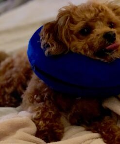 KONG - Cloud Collar - Plush, Inflatable E-Collar - For Injuries, Rashes and Post Surgery Recovery - For Medium Dogs/Cats Standard Packaging 31 71E6J0ftrOL