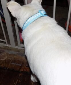 Blueberry Pet Soft & Safe 3M Reflective Neoprene Padded Adjustable Dog Collar - Baby Blue Pastel Color, Medium, Neck 14.5"-20" 69 71E6a RUTxL 2