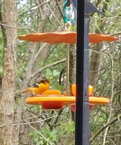 Kettle Moraine Super Oriole Recycled Orange Fruit, Jelly, Mealworm Bird Feeder w/Orange Roof 42 71E8XGA379L