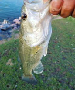 Entsport E Series - Camo Legend 2-Piece 7-Feet Casting Rod 24 Ton Carbon Fiber Baitcasting with 2 Tips - Medium and Medium Heavy Portable Bass Fishing Rod Baitcaster 47 71E8dRitrKL