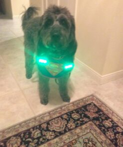 LED Safety Light (2 Pack) + Free Bonuses | Clip On Strobe/Running Lights for Runners, Dogs, Bike, Walking | The Best High Visibility Accessories for Your Reflective Gear, Bicycle etc Blue 27 71E9jSvQNPL