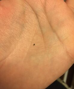 Natures Wisdom Food Grade Diatomaceous Earth 5 lb. 5 71E9yH8dRL