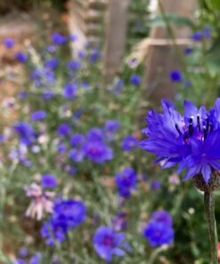 Seed Needs, Large 2.1 Ounce Package of 30,000+ Dazzling Blue Wildflower Seeds for Planting (99% Pure Live Seed Butterfly Attracting Wildflower Mixture - NO Filler) - Bulk 55 71EBTnRjLuL