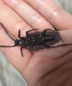 Alternative view of Loftus 12- Fake Roaches Prank Novelty Cockroach