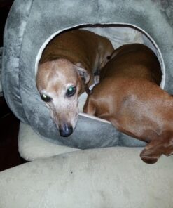 Armarkat Cat Bed, Laurel Green and Beige 58 71EE95ZvAL