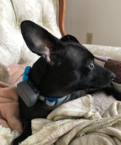 Whistle 3 / GPS Pet Tracker & Activity Monitor / Grey 62 71EFggNUQxL