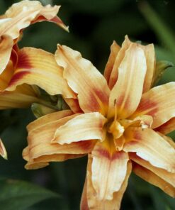 Epson Perfection V600 Color Photo, Image, Film, Negative & Document Scanner V600 - New 42 71EHN05CFRL 1