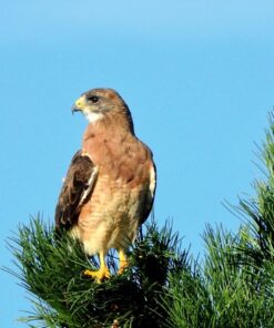 Nikon COOLPIX P900 Digital Camera (Black) 82 71EIiSbySuL