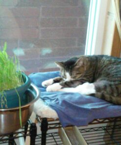 K&H Pet Products Outdoor Heated Dog Pad Tan Medium 19 X 24 Inches 39 71EJhlow4AL 1