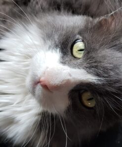 Purina Cat Chow Gentle Dry Cat Food, Sensitive Stomach + Skin - 13 lb. Bag 13.00 Pound (Pack of 1) 45 71ENEFq7oL