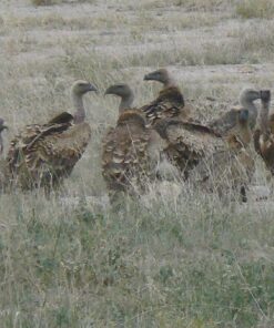 C&S Hot Pepper Delight No Melt Suet Dough 11.75 Ounces, 12 Pack Hot Pepper 12-Pack 40 71EQfqosmNL