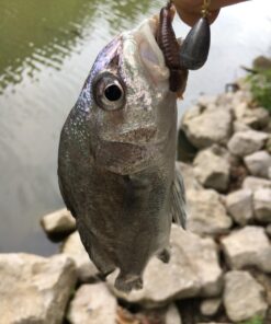 Ugly Stik GX2 Spinning Reel and Fishing Rod Combo 40 Size Reel - 6'6" - Medium Heavy - 1pc 39 71ERz60KzL