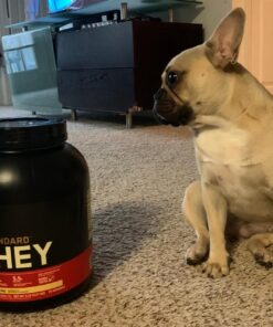 Optimum Nutrition Gold Standard 100% Whey Protein Powder, French Vanilla Creme, 5 Pound (Packaging May Vary) French Vanilla Crème 5 Pound (Pack of 1) 49 71ETsLBJFmL