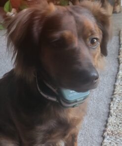 UPGRADED Q6 Rechargeable Bark Collar - Smart Barking Detection Module w/Triple Stop Anti-False Modes: Beep/Vibration/Shock for Small, Medium, Large Dogs & Breeds - IPx7 Waterproof (15-120 LBS) 52 71EUbgDYRYL