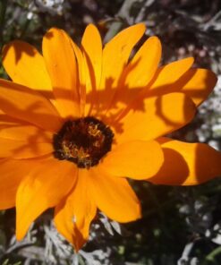 Samsung Galaxy Tab A 7"; 8 GB Wifi Tablet (Black) SM-T280NZKAXAR Black 69 71EYV KVt4L