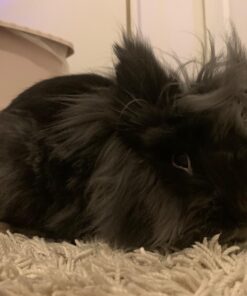 Oxbow Essentials Adult Rabbit Food - All Natural Adult Rabbit Pellets - Veterinarian Recommended- No Seeds, Fruits, or Artificial Ingredients- All Natural Vitamins & Minerals- Made in the USA- 10 lb. 10 Pound (Pack of 1) 42 71EaX7SaHDL 1