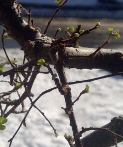 9GreenBox Chinese Elm Bonsai Tree Style 8 53 71Ei Is34dL