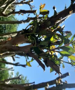 Jobe’s, 01660, Fertilizer Spikes, Tree & Shrubs, Includes 15 Spikes, 12 ounces, Brown 49 71Ej q8kWnL