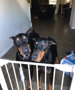 NaturVet Quiet Moments Calming Aid Plus Melatonin 180 Soft Chews 13.9OZ 32 71EkGoaDKHL