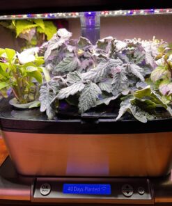 AeroGarden Red Heirloom Cherry Tomato Seed Pod Kit for AeroGarden Hydroponic Indoor Garden, 6-Pod 40 71Eli1PKktL