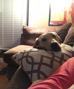 Leashboss Short Dog Leash for Dog Training | Padded Traffic Handle Short Leash for Dog Training, Total Comfort when Dog Walking | Traffic Leash for Dogs Large, Medium, Small | Short Nylon Dog Lead 12 Inch Black 53 71Emfo52pzL