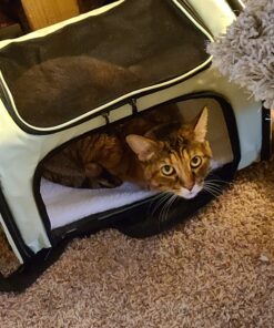 Henkelion Pet Carrier for Small Medium Cats Dogs Puppies up to 15 Lbs, Airline Approved Small Dog Carrier Soft Sided, Collapsible Travel Puppy Carrier - Green 17.0"L x 11.0"W x 11.0"H 41 71EnJUtYcnL