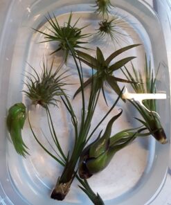 Air Plants Tillandsia Assortment 10 Pack Easy Houseplants for Beginners Small to Medium 1.5"-6"+ 23 71Et2mFAEL