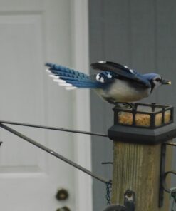 Kaytee Shelled Peanuts For Woodpeckers, Nuthatches, Jays, Towhees, Cardinals, Indigo Buntings & Other Wild Birds, 10 Pound 35 71EtlvMsB3L 2