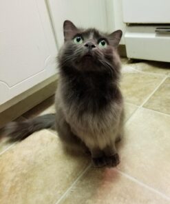 Bodhi Dog Anti Itch Spray | Natural Soothing Relief for Dry, Itchy, Bitten or Allergy Damaged Skin Treatment | Anti Itch Spray for Dogs & Cats | Made in USA (Oatmeal, 8 oz) 8oz 35 71EvWzL35lL