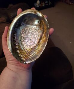 Hand Selected Abalone Shell, 6 Inches or Larger. Perfect for Holding Incense, Trinkets, and More 37 71F ugQddXL