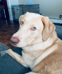 Royal Canin Labrador Retriever Puppy Breed Specific Dry Dog Food, 30 lb. bag 34 71F4x8iOPL