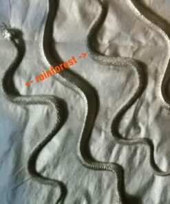 Rhode Island Novelty 14" Rain Forest Snakes | Assorted Designs | Set of 12 28 71F50dem0iL