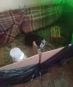 Oxbow Animal Health Western Timothy Hay - All Natural Hay for Rabbits, Guinea Pigs, Chinchillas, Hamsters & Gerbils-Veterinarian Recommended- Digestive & Dental Health- Grown in the USA- 9lb. 9 Pound (Pack of 1) 34 71F5pc44tDL