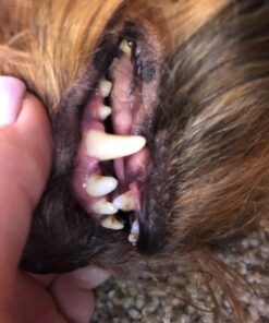 Proden PlaqueOff Dental Care for Dogs and Cats, 180gm 41 71F6z728HOL