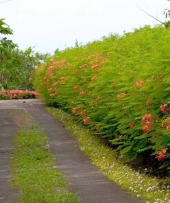 Caesalpinia pulcherrima, Flowering Dwarf Poinciana Pride of Barbados - 10 Seeds 5 71F71twVSDL