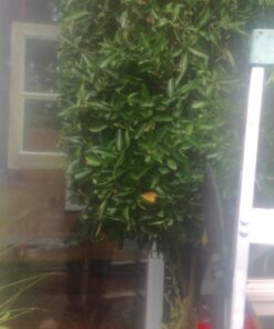 TABOR TOOLS B212A Telescopic Hedge Shears with Wavy Blade and Extendable Steel Handles. Extendable Manual Hedge Clippers for Trimming Borders, Boxwood, and Tall Bushes. B212A Extendable Hedge Shears 32 71F8oRsyfYL